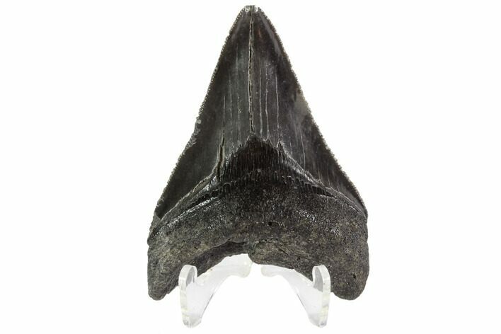 Serrated, Fossil Megalodon Tooth - Georgia #87958